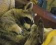 Raccoon Molly vs Sandman / Waschbär Molly vs Sandmännchen
