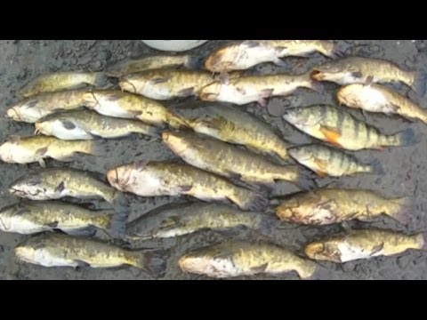 how to measure a fish ny