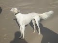 beauty at the beach
