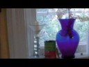 birds and bugs