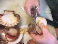 CLEAN SCALLOPS....part 2 CLEAN SCALLOPS....part 2