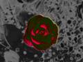 Flowers Of Love - Version 2