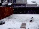 Ceaser in New Orleans Snow!