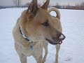 The snow tastes good