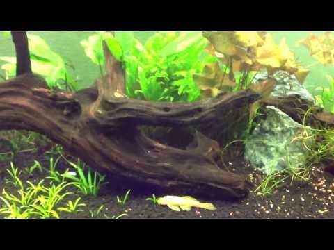 how to care knife fish