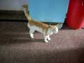 videos de browny the  cat