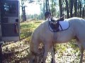 Large Welsh Cross Hunter Pony for Sale Cute!