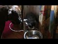 Cat and dog - Best friends