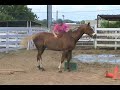 Exercising Ponies!
