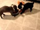 chihuahua puppies