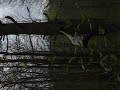 Tree Climbing Tree Climbing