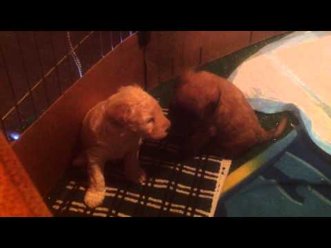 Whoodle puppies are so cute
