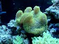 Clownfish hosting a Gigantea Anemone Clownfish hosting a Gigantea Anemone