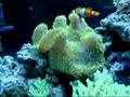 Clownfish hosting a Gigantea Anemone