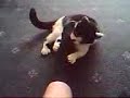 ozzy kicking the crap out of my foot ozzy kicking the crap out of my foot