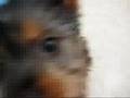 Silky Terrier video