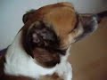 Süßer Hund/ Cute Dog Süßer Hund/ Cute Dog