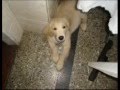 Golden Retriever video
