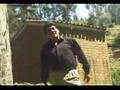 pepe minaya - huerfanito