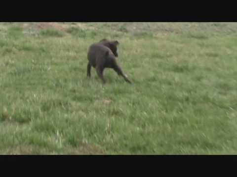 Lucky Playing Outside