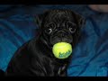 A New Pug Sister A New Pug Sister