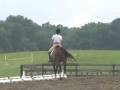 Solomon Swedish Warmblood Dressage Horse for sale