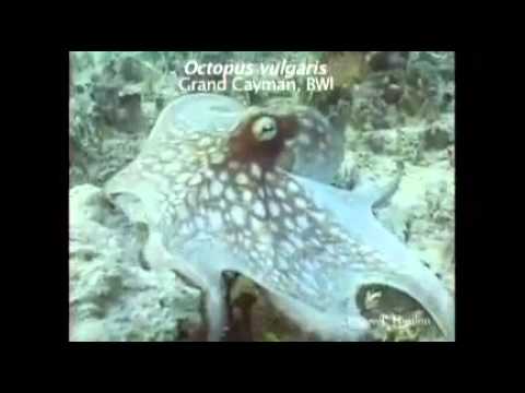 Wow! Amazing Octopus Camouflage!