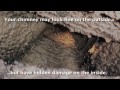Heat Shield Chimney Lining System 