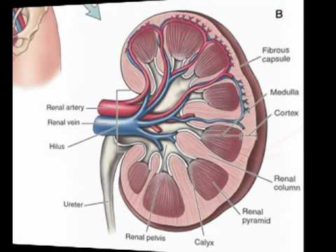 kidney - Brief overview of the basic structure and function of the urinary system and kidneys.