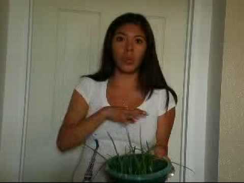 how to grow scallions indoors