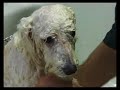 Peluqueria Canina
