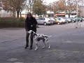 Lateral movements: canine freestyle basic behaviours
