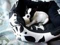 Bulldog frances Shelby jugando