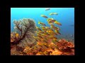 Scuba Diving in Similan Islands 5 Scuba Diving in Similan Islands 5