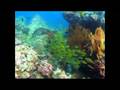 Scuba Diving in Similan Islands 5
