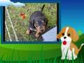 Doxie Pin Puppies Slide Show 