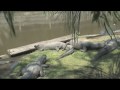 THE HUSH SOUND / PHANTOM PLANET: Gators