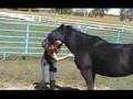 Bareback and Tackless