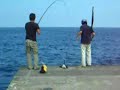 泳がせでシイラ