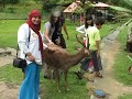 LangKawi Malaysia - Amorous Deer