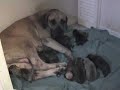 Puppies born 12-21-2008. 20 puppies born at birth, 15 survivors. Momma is Select Madala's Porche and sire is Juble. All USBA, ARBA, AkcFss reg. Show and working potentials!