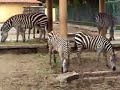 Zoologico de Zacango Zoologico de Zacango
