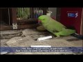 Singapore Pyschic Bird Predicts Netherlands to win World Cup 2010! - FAIL~!!!!