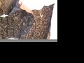 Rescue Beekeeping Rescue Beekeeping