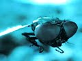 ashes-to-ashes-dust-to-dust-bugs-to-ants-.html