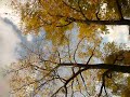wind through leaves wind through leaves