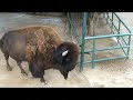 Bizoni la gradina zoo Schonbrun