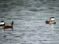 Ruddy Duck Mating Demo
