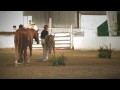 Sweet Tater (52) 2009 Irish Draught Sporthorse Filly