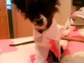 Mickey The Chihuahua, Halloween 2009.3GP